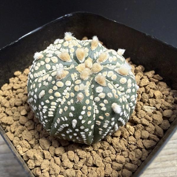 サボテン：兜丸（かぶとまる）実生*S 幅3.5cm : 遊恵盆栽 Yahoo!店