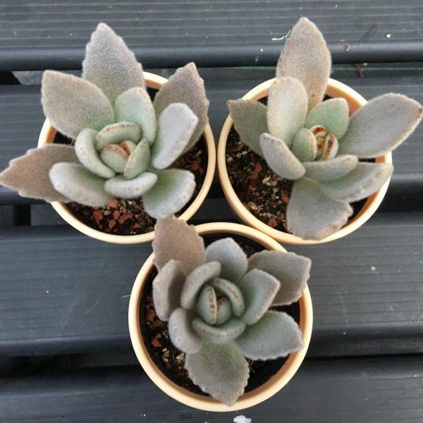 野うさぎ　カランコエ 多肉植物：カランコエ 白うさぎ*葉幅7cm : 遊恵盆栽 Yahoo!店 - 通販