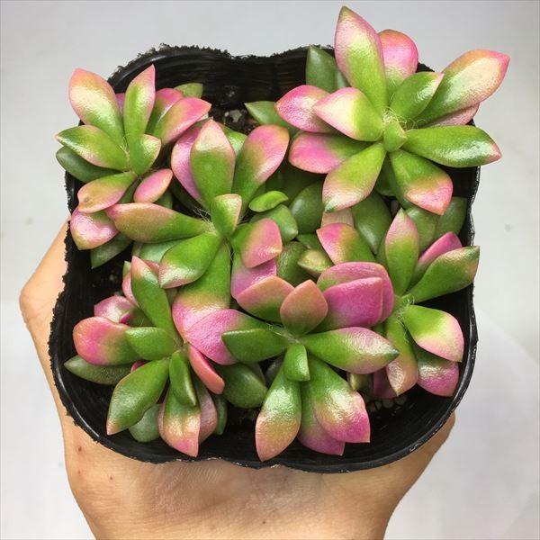 販売済み 売切れ♡多肉植物♡桜吹雪♡写真全部 桜吹雪(^^)多肉植物正規