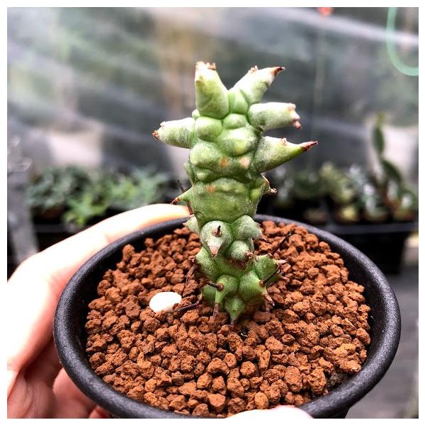 (*)様 【激締まり！！！】US ホリダ MLサイズ 様 【激締まり！！！】US ホリダ MLサイズ