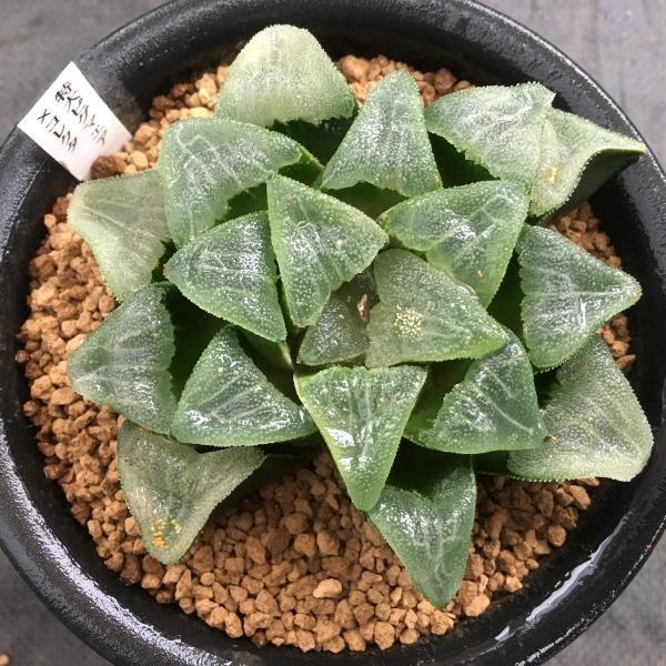 多肉植物：ハオルチア 特大ピグマエア×コレクタ*10cm 現品 一品限り
