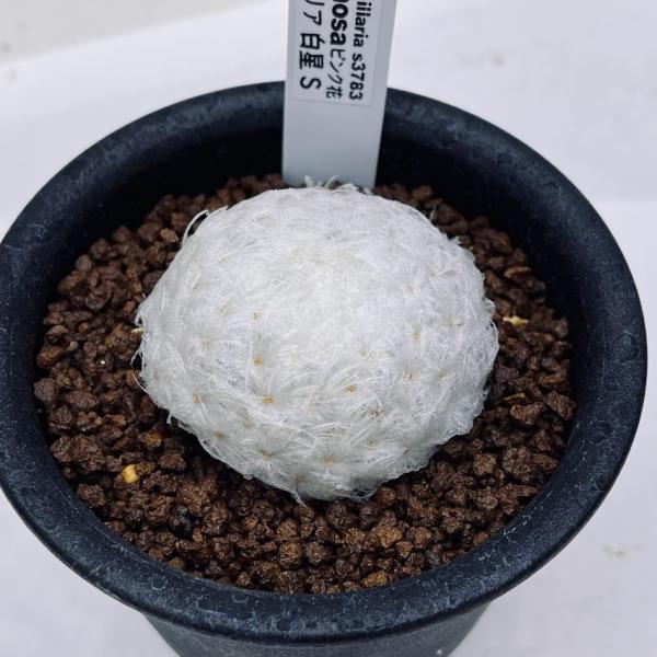 サボテン マミラリア 白星 S 幅5ｃｍ Buyee Buyee Japanese Proxy Service Buy From Japan Bot Online