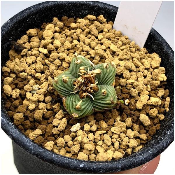 サボテン：紅籠（べにかご）*幅2.3cm 現品 一品限り : 遊恵盆栽 Yahoo