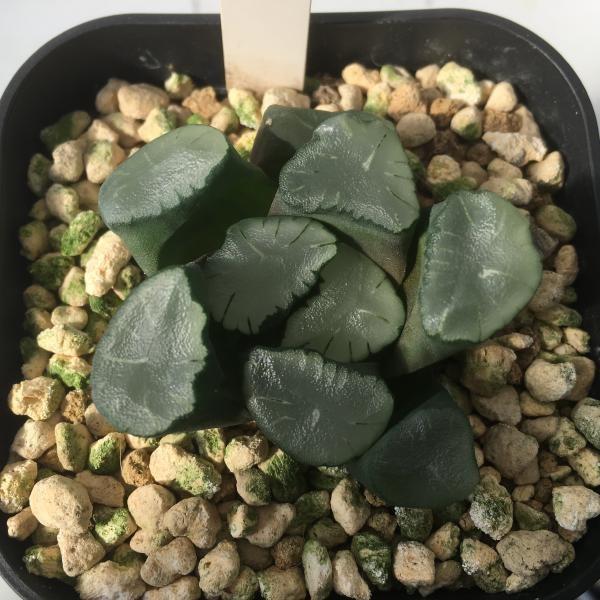 多肉植物 ハオルチア 万象 M16 5 5ｃｍ 現品 一品限り Purrworld Com