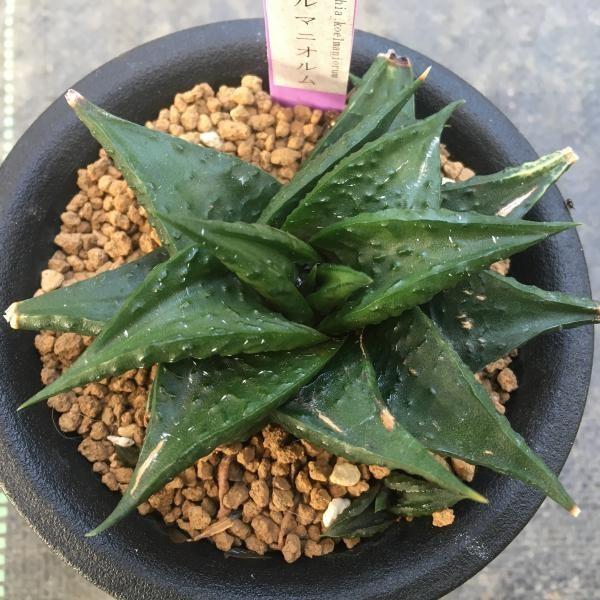 多肉植物：ハオルチア コエルマニオルムhyb*9cm 現品 一品限り