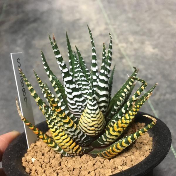 多肉植物：ハオルチア 十二の巻 ワイドバンド*8cm 現品 一品