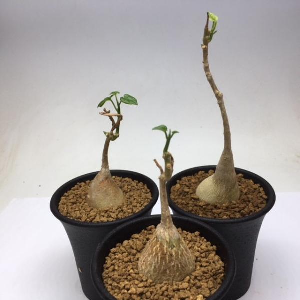 ピレナカンサ　マルビフォリア　49-80 残り1点 ピレナカンサ マルビフォリア 49-80 残り1点 - メルカリ