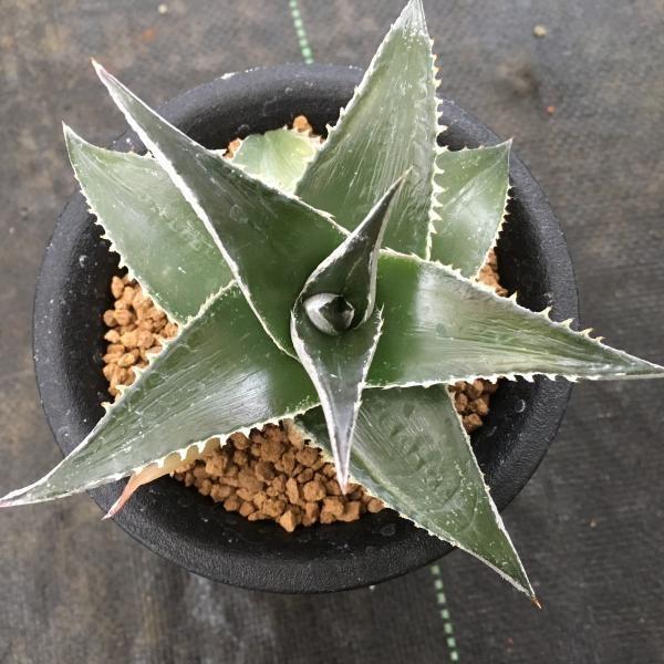 多肉植物　ディッキア　30株ちょっとセット ディッキアの育て方｜植物図鑑｜HanaPrime（ハナプライム）