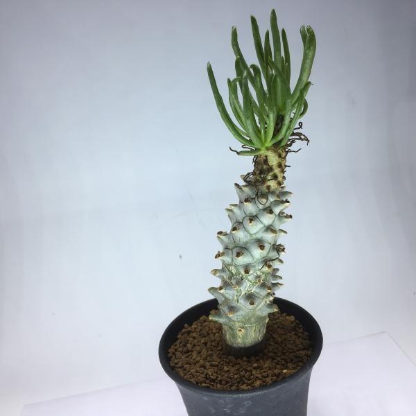 コーデックス：チレコドン・カカリオイデス*葉幅7cm 現品 一品