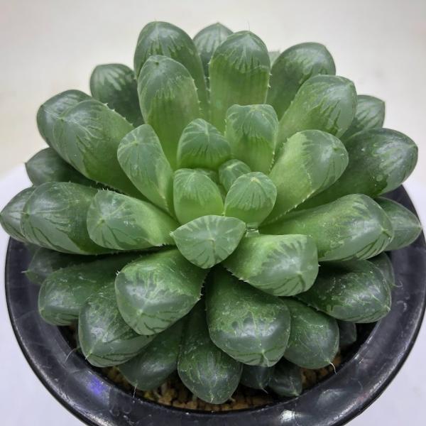 多肉植物 約10cm 多肉植物：ハオルチア オブツーサ キャッツアイ*L 幅10cm : 遊恵