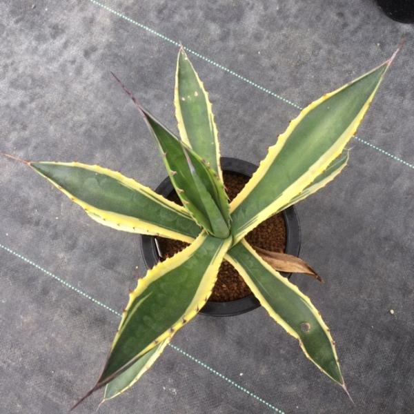 多肉植物：アガベ フェロックス錦*24cm 現品 一品限り : 遊恵盆栽