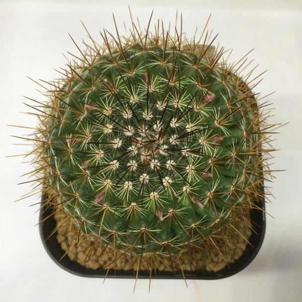 サボテン：マミラリア ディスカラー* 12cm 現品 一品限り : 遊恵盆栽