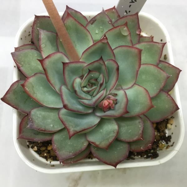 多肉植物：エケベリア ムーンガドニス*7.5cm : 遊恵盆栽 Yahoo!店