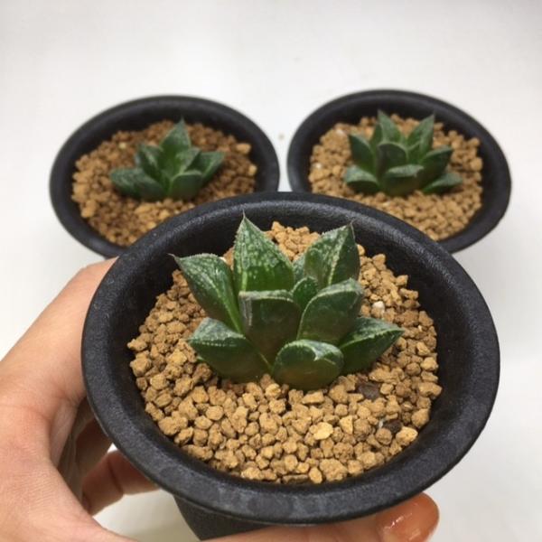 多肉植物：ハオルチア 鬼姫*4cm : 遊恵盆栽 Yahoo!店 - 通販 - Yahoo