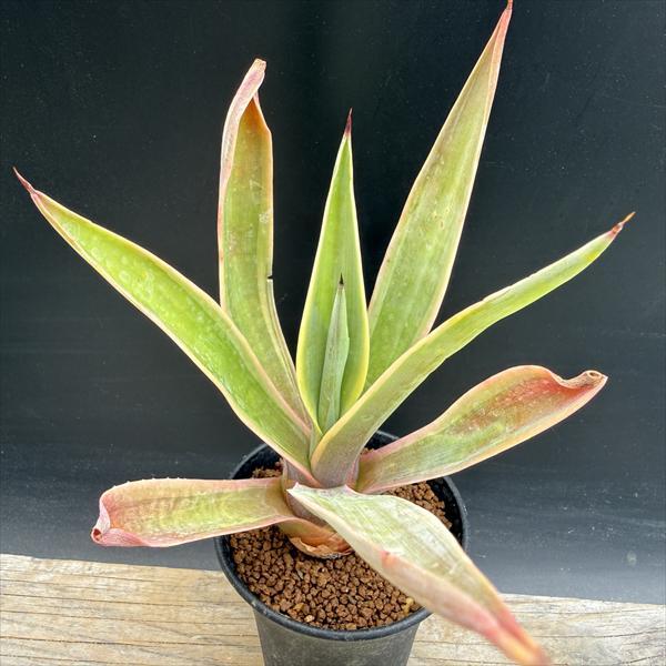 多肉植物：アガベ デスメティアナ ベネズエラ錦 S*葉幅13cm ※葉に傷