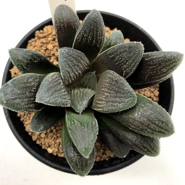 多肉植物：ハオルチア 紅陽*幅8cm : 遊恵盆栽 Yahoo!店 - 通販
