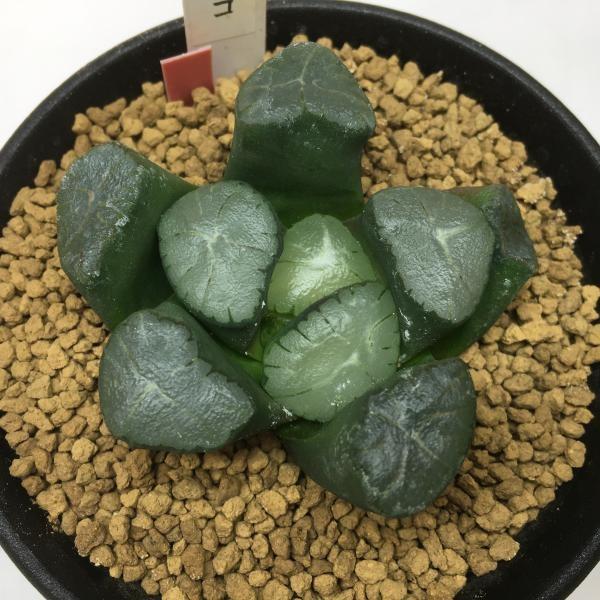 多肉植物 ハオルチア 紫万象の実生カキコ 5 5ｃｍ 現品 一品限り S4470 遊恵盆栽 Yahoo 店 通販 Yahoo ショッピング