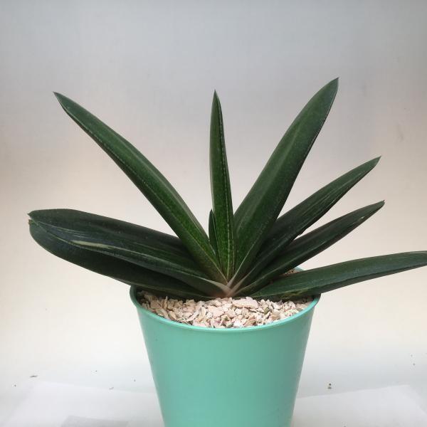 多肉植物 おしゃれ：ガステリア グリーンワイパー*幅24cm : 遊恵盆栽  