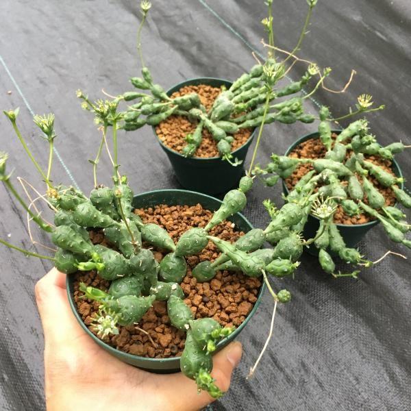 ユーフォルビア グロボーサ 塊根植物 玉鱗宝 多肉植物：ユーフォルビア グロボーサ 玉鱗宝*13cm : 遊恵盆栽