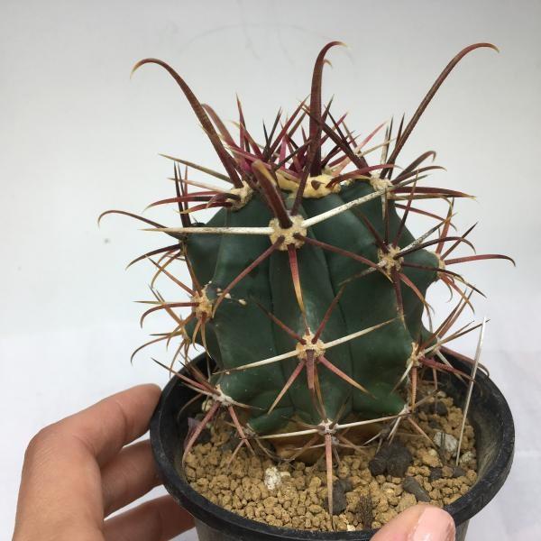 サボテン:フェロカクタス 神仙玉hyb×火剣峯*7cm 現品 一品 サボテン:フェロカクタス 神仙玉hyb×火剣峯*7cm 現品 一品
