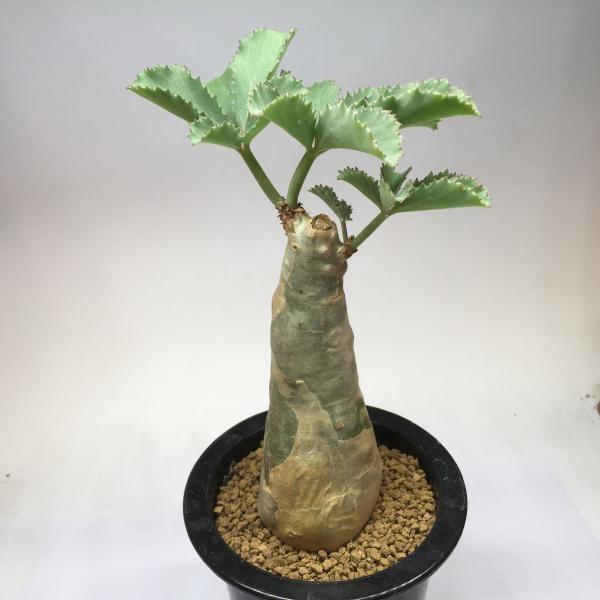 塊根植物:キフォステンマ ベティフォルメ*塊幅5cm 現品 一品 塊根植物:キフォステンマ ベティフォルメ*塊幅5cm 現品 一品
