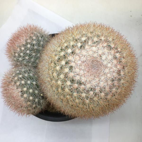 サボテン科マミラリア属 高さ約15cmから20cm越え8頭 サボテン：マミラリア 桜月*幅18cm 現品 一品限り : 遊恵盆栽 Yahoo