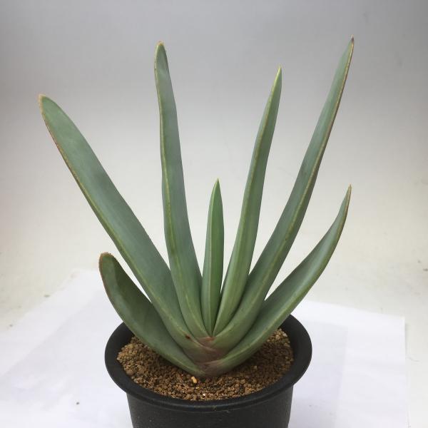 多肉植物 アロエ プリカティリス 幅11cm S4671 遊恵盆栽 Yahoo 店 通販 Yahoo ショッピング