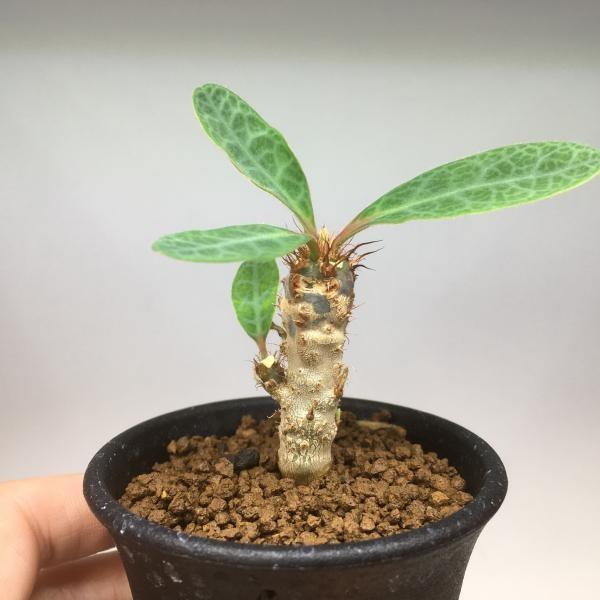 多肉植物：ユーフォルビア ネオフンベルティ 噴炎竜 実生*葉幅6cm