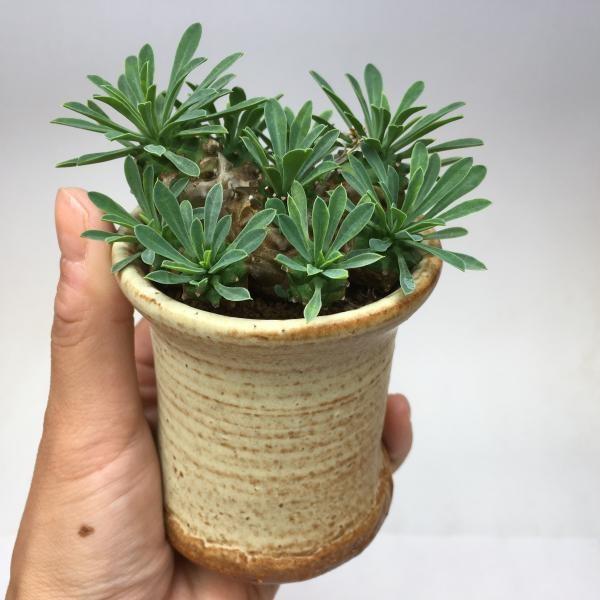 多肉植物 おしゃれ ユーフォルビア 峨眉山鉄甲 陶器鉢 6 5ｃｍ 現品 一品限り S4742 遊恵盆栽 Yahoo 店 通販 Yahoo ショッピング
