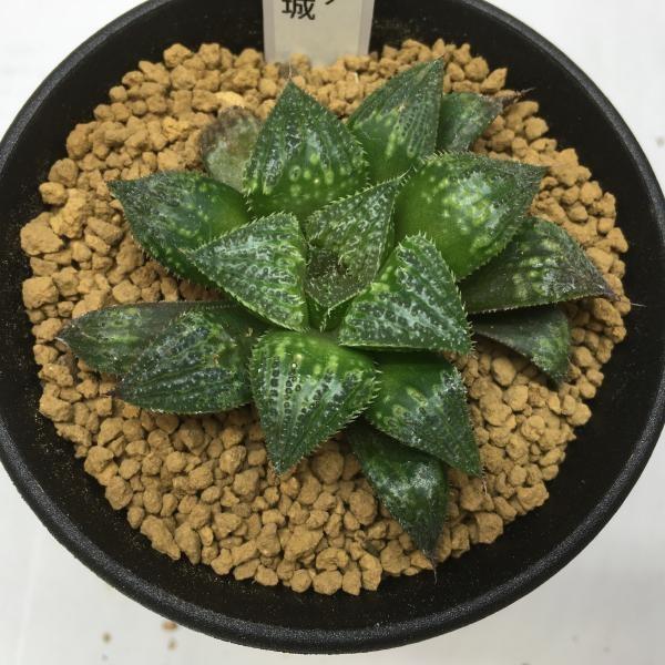多肉植物：ハオルチア 関西紫金城*7cm 現品 一品限り : 遊恵
