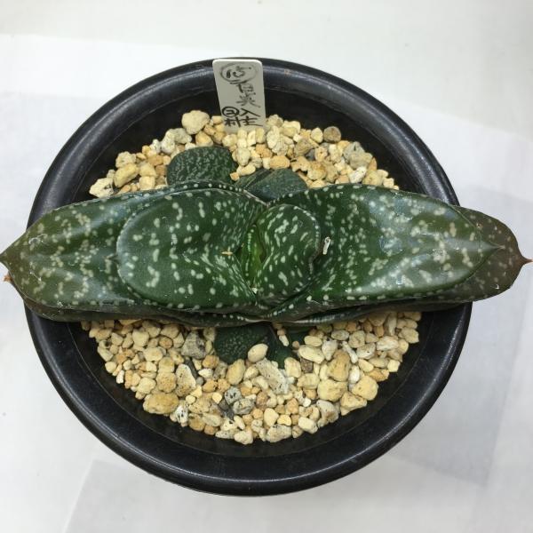 ロウルサンコさんラベル付き☆多肉植物 ガステリア属 臥牛十兵衛 ロウルサンコさんラベル付き☆多肉植物 ガステリア属 臥牛十兵衛