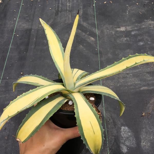 多肉植物：アガベ 那智の輝*25cm 現品 一品限り : 遊恵盆栽 Yahoo!店