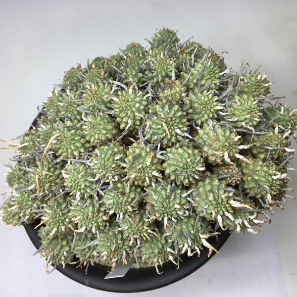 コーデックス：ユーフォルビア ムルチセプス*幅20cm【現品！一品限り