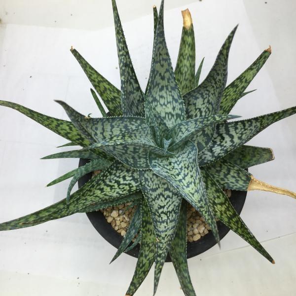 多肉植物：アロエ ブルーモザイク*幅21cm 現品！一品限り : 遊恵盆栽