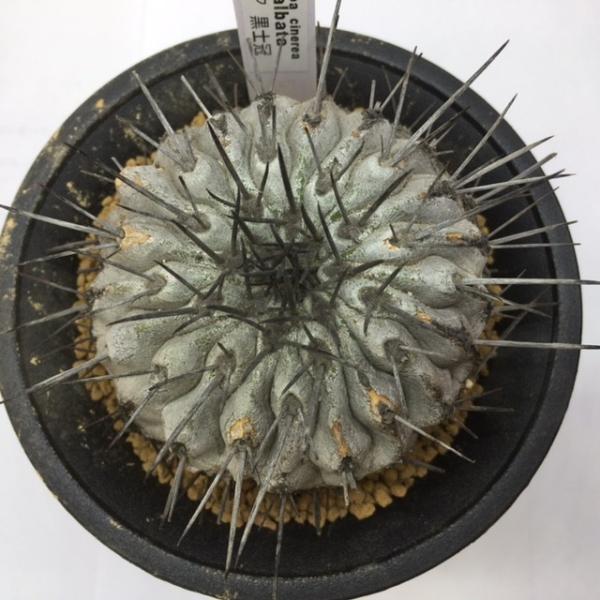 コピアポア　黒士冠　サボテン コピアポア 黒士冠 | 叢 – くさむら – Qusamura