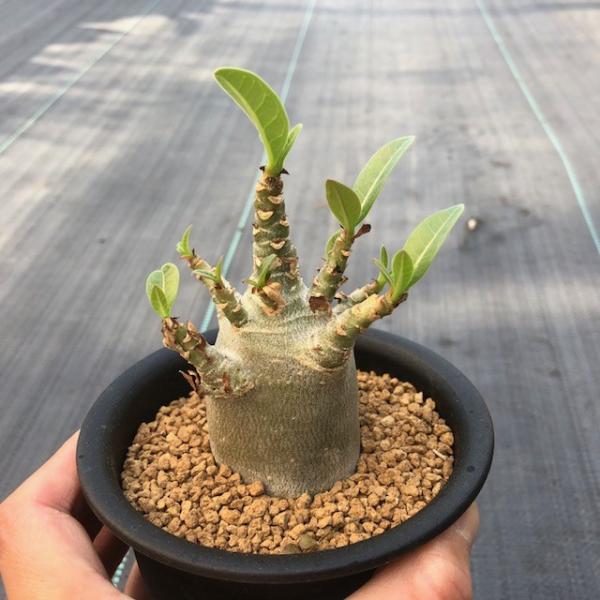 多肉植物 コーデックス アデニウム 砂漠のバラ アラビカム ミニ 幅6cm Buyee 日本代购平台 产品购物网站大全 Buyee一站式代购 Bot Online