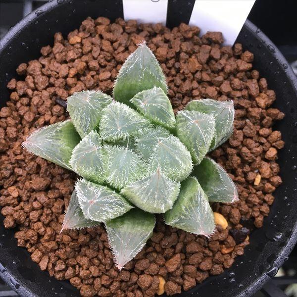 多肉植物：ハオルチア ベヌスタ（輸入大型ダルマベヌスタ×実生