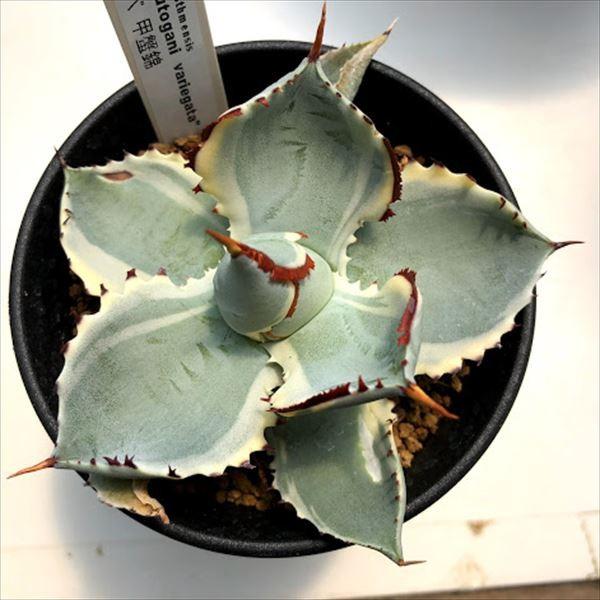 多肉植物：アガベ 甲蟹錦（カブトガニニシキ）*幅11cm 現品 一品限り