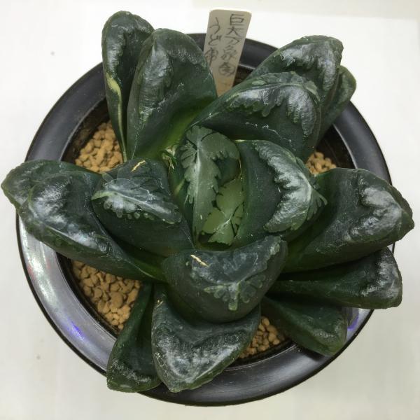 多肉植物:ハオルチア 万象hyb. うど錦*幅10cm 現品 一品限り 多肉植物:ハオルチア 万象hyb. うど錦*幅10cm 現品 一品限り