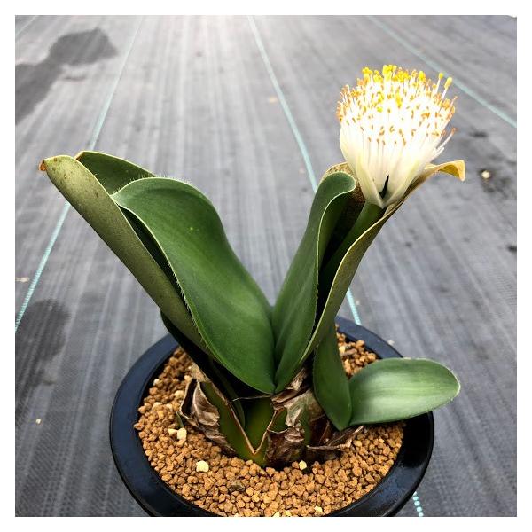 球根植物 ハエマンサス アルビフロース マユハケオモト 葉幅12ｃｍ 現品 一品限り S51 遊恵盆栽 Yahoo 店 通販 Yahoo ショッピング