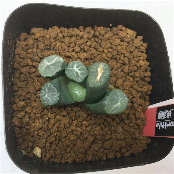 多肉植物 ハオルチア 万象 桃源郷 幅3 5ｃｍ 現品 一品限り S5253 遊恵盆栽 Yahoo 店 通販 Yahoo ショッピング