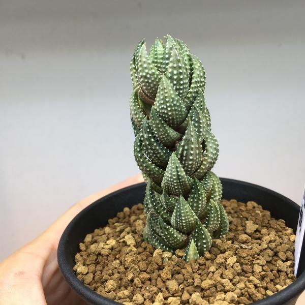 15c ハオルチア 多肉植物 指輪物語錦 自家繁殖 15c ハオルチア 多肉