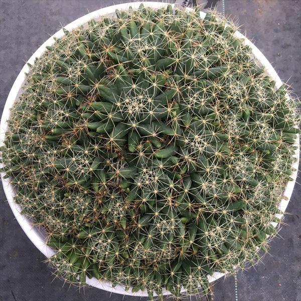 サボテン ドリコテレ 金星 幅32ｃｍ 現品 一品限り Mohmmadiyon Com