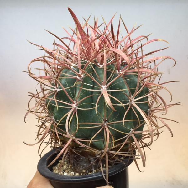 サボテン：フェロカクタス 刈穂玉*かりほぎょく 幅10cm 現品