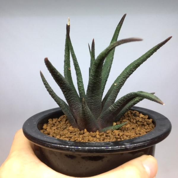 多肉植物：ハオルチア ソルディダ アガボイデス*幅9cm 現品 一品限り