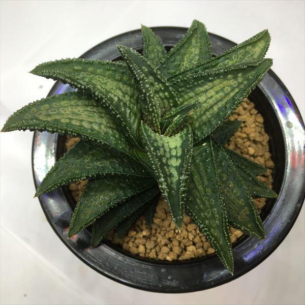 多肉植物：ハオルチア 鬼瓦*幅9cm 現品 一品限り : 遊恵盆栽 Yahoo