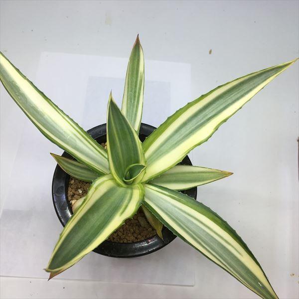 多肉植物：アガベ メリデンシス錦 ジョーホーク*葉幅21cm 現品