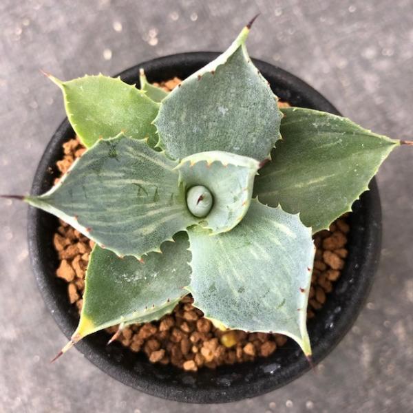 多肉植物：アガベ 風雷神 うっすら縞斑入り S*幅6cm : 遊恵