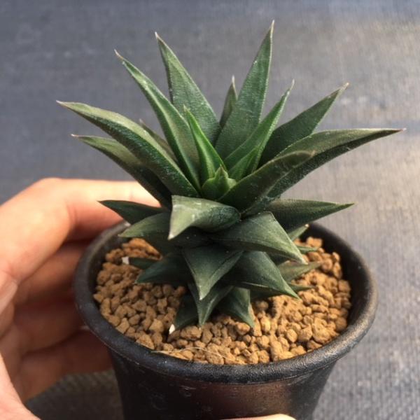 多肉植物：ハオルチア 五重塔*幅6cm : 遊恵盆栽 Yahoo!店 - 通販