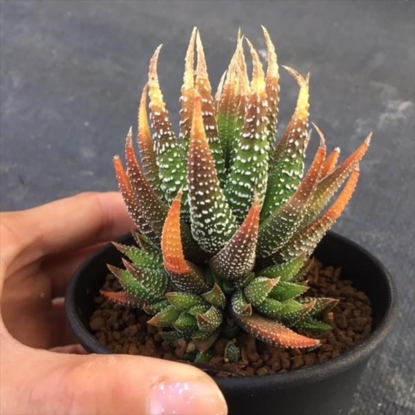 多肉植物：ハオルチア ラインワルジー 星の林*幅7cm : 遊恵盆栽 Yahoo